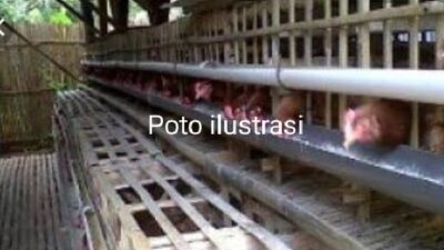 Warga Bumirestu Keluhkan Bau Menyengat dari Kandang Ayam Petelur