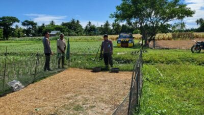 80 Ekor Itik Milik Warga Belawa Raib, Kapolsek Datangi Lokasi