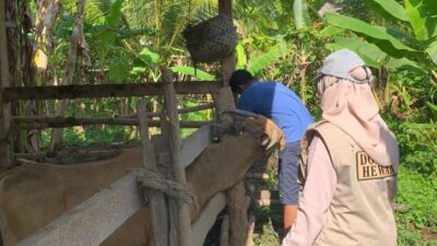 Terus Digalakkan, Realisasi Vaksinasi PMK Wajo: 2.336 Ekor Dosis I, 466 Ekor Dosis II