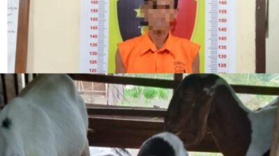 Mencuri Kambing, Seorang Pria di Tanjung Bintang Diringkus Polisi