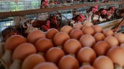 Harga Telur Ayam di Bekasi Meroket Hingga Rp 31.500 Per Kilo