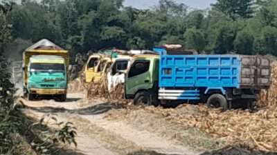 Diduga Ilegal, Aktivitas Galian C Kutoporong Mojokerto Bermodus Cetak Sawah