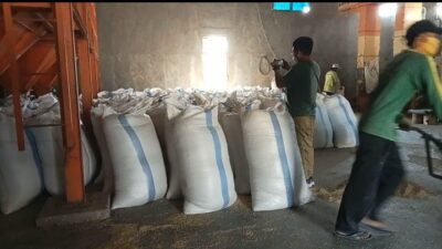 Kemarau Panjang Harga Gabah di Palas Lamsel Meroket
