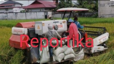 Minimnya Alat Combine Pemanen Padi, Petani di Palas Merugi