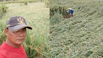 Tanaman Padi Roboh Saat Diguyur Hujan Lebat, Petani Padi di Palas – Sragi Pasrah