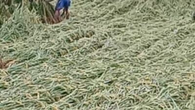 Panen Raya Padi di Palas Namun Petani Sengsara