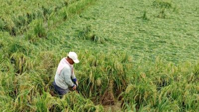 Hujan Deras Disertai Angin di Sragi Lamsel, Pohon Padi Roboh, Petani Lesu