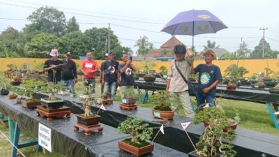 350 Tanaman Bonsai Berbagai Jenis, Dipamerkan di Pameran Bonsai Lampung Selatan