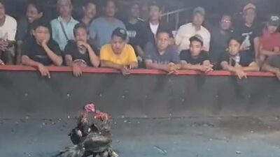 Diduga Punya Bekingan Kuat, Arena Judi Sabung Ayam Mojorejo Wates Blitar Tak Tersentuh APH