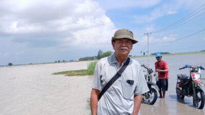 Sawah di Kecamatan Palas Terkepung Banjir, Petani Menjerit