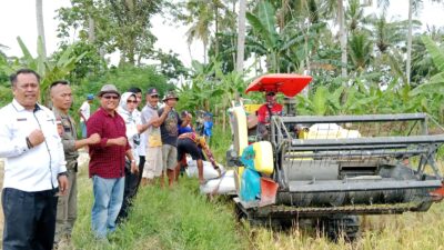 Tak Ada Combine Untuk Panen Padi, Petani di Desa Mekarmulya Palas Menjerit