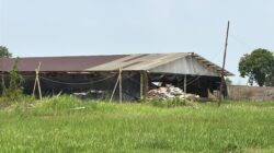 JPL Menduga Izin Peternakan Ayam PT Intertama Trikencana Bersinar Karawang Bermasalah
