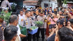 Polres Jombang Bongkar Budidaya Ganja di Rumah Kontrakan,110 Batang Disita