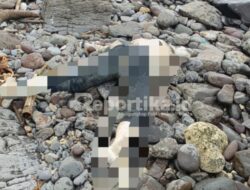 Penemuan Mayat di Perairan Pulau Sangiang, Diduga Penumpang KMP Dorothy yang Melompat ke Laut